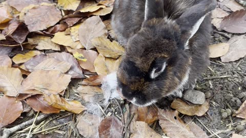 Fluffy bunnies darting around the farm! 🐇🌾