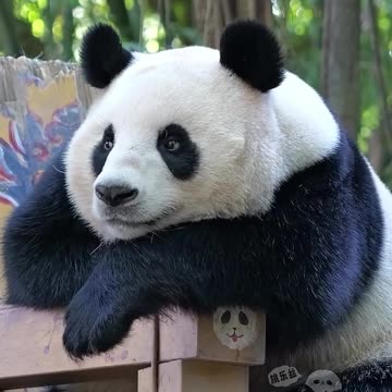 Would you like to cuddle this panda?