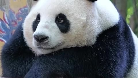 Would you like to cuddle this panda?