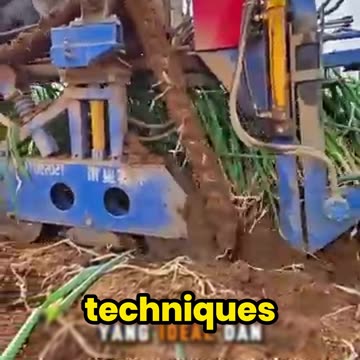 Why Are These Green Onions HUGE? The Secret Will Shock You!