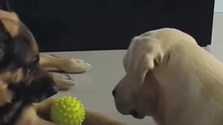 🤣😂 This Is a Thriller? No Caption Needed! | FunFM