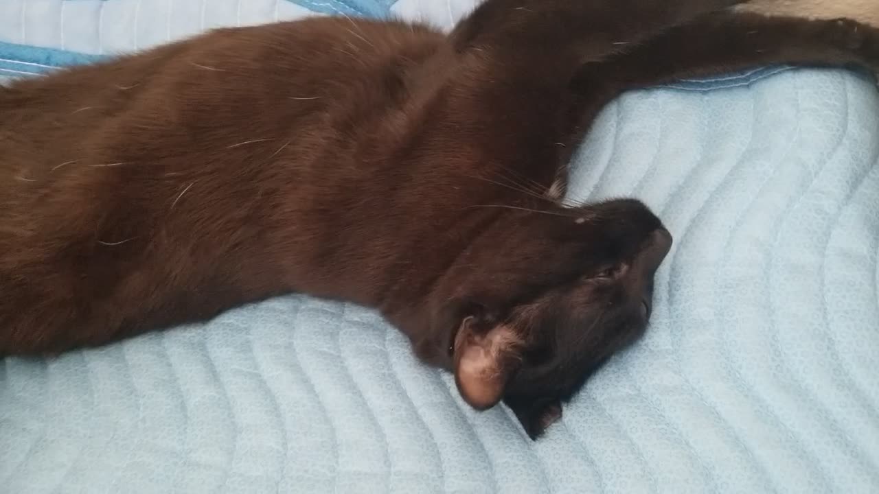 20251008 153246 Tux the Cratest Napper