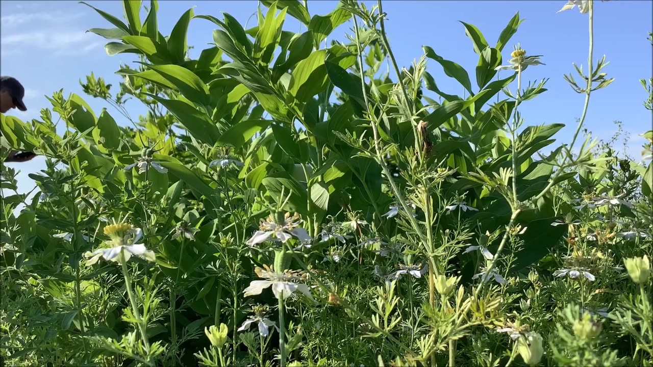 Black Cumin Black Seed Aug 2022