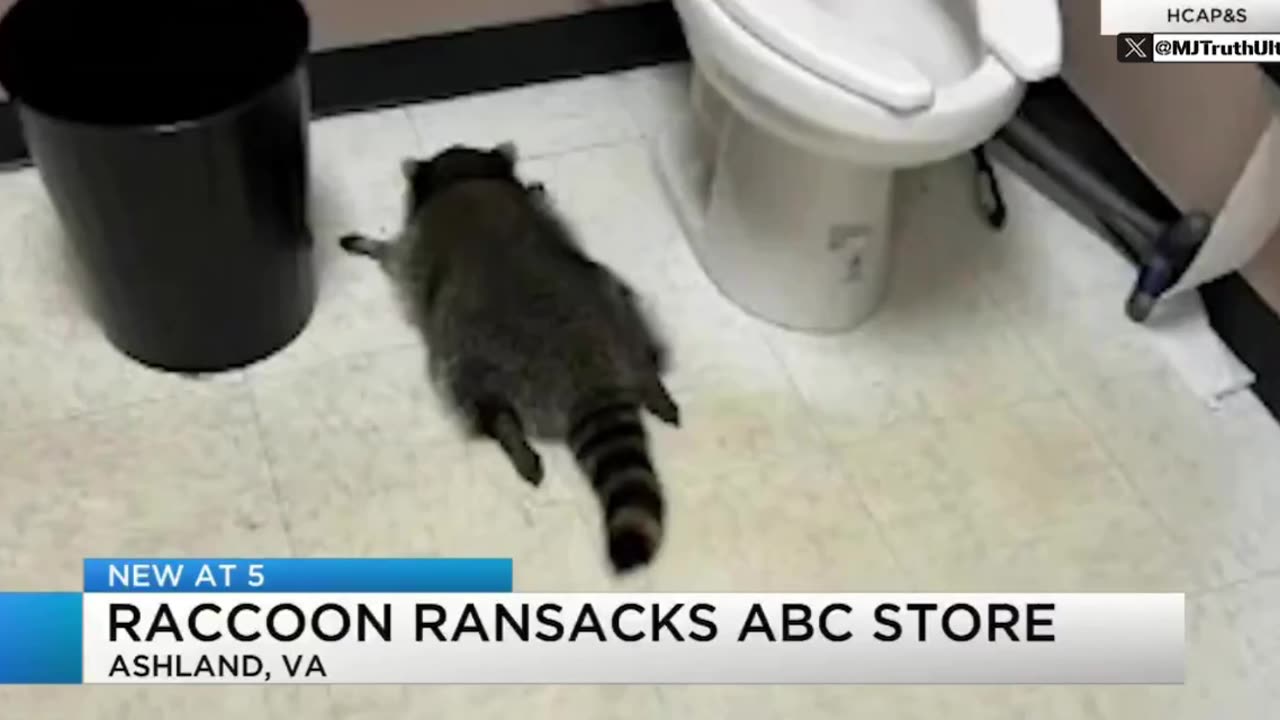 A Raccoon Broke into a Liquor Store, Got Drunk, and Passed out