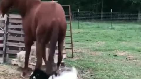 Animal