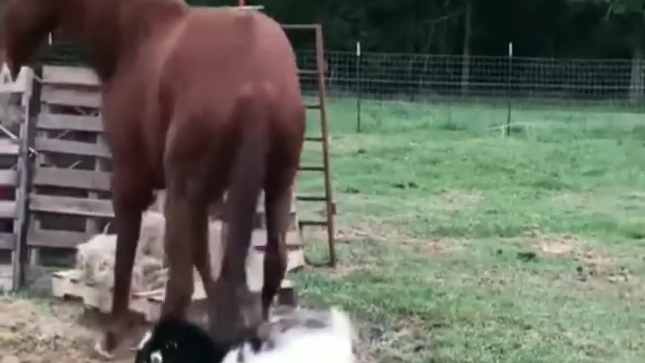 Animal