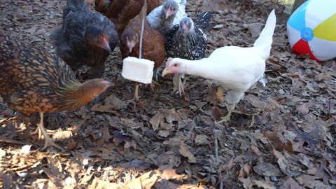 My young chickens like to attack cheese, but what if the snack "swings" back?