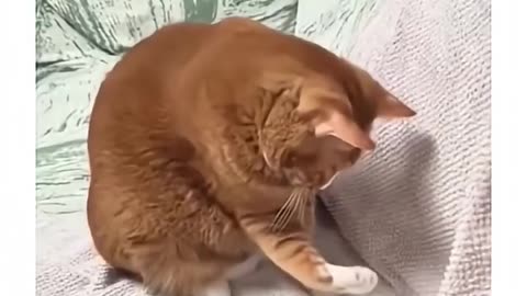 Cute Cat’s Daily Routine 🐈💖 | Adorable #shorts for Cat Lovers! Follow & Like for More Meow Moments