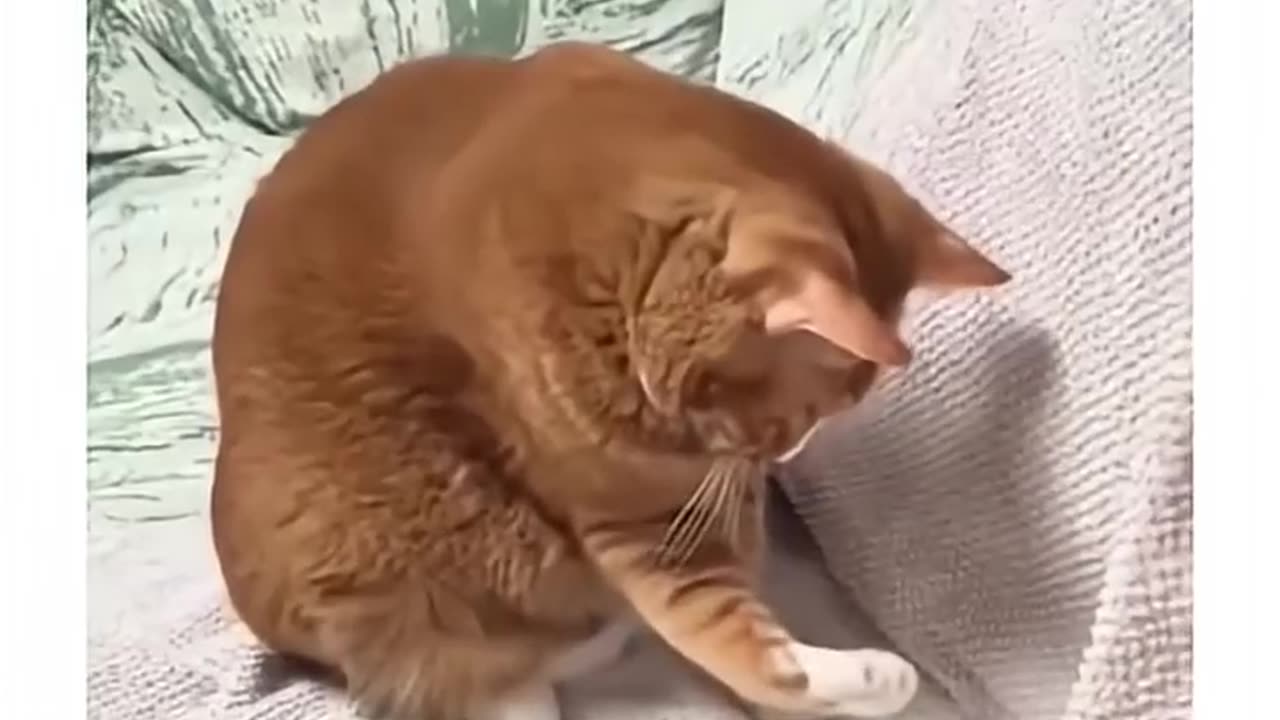 Cute Cat’s Daily Routine 🐈💖 | Adorable #shorts for Cat Lovers! Follow & Like for More Meow Moments