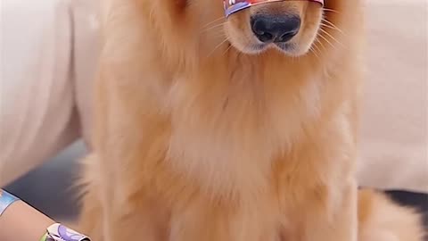 Dog Funny Video 🤣😂🤣