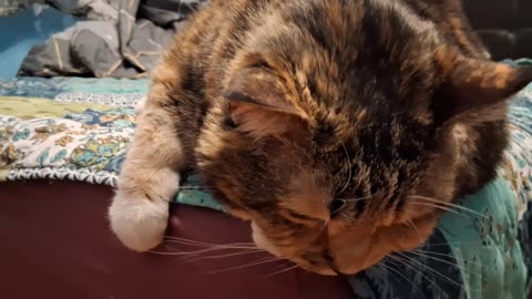 Pillow-Pro Cat: Too Cute to Move, Then Moves for Pets