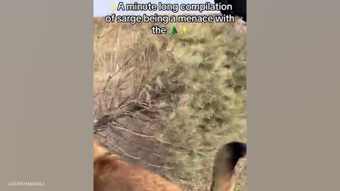 Funniest animal vids with humans stress reliever 😂🤣