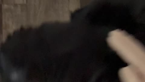 Wednesday Whiskers with SPH featuring Normy #funny #dogs #dogsofinstagram