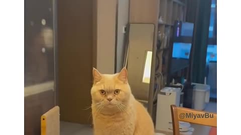 cat