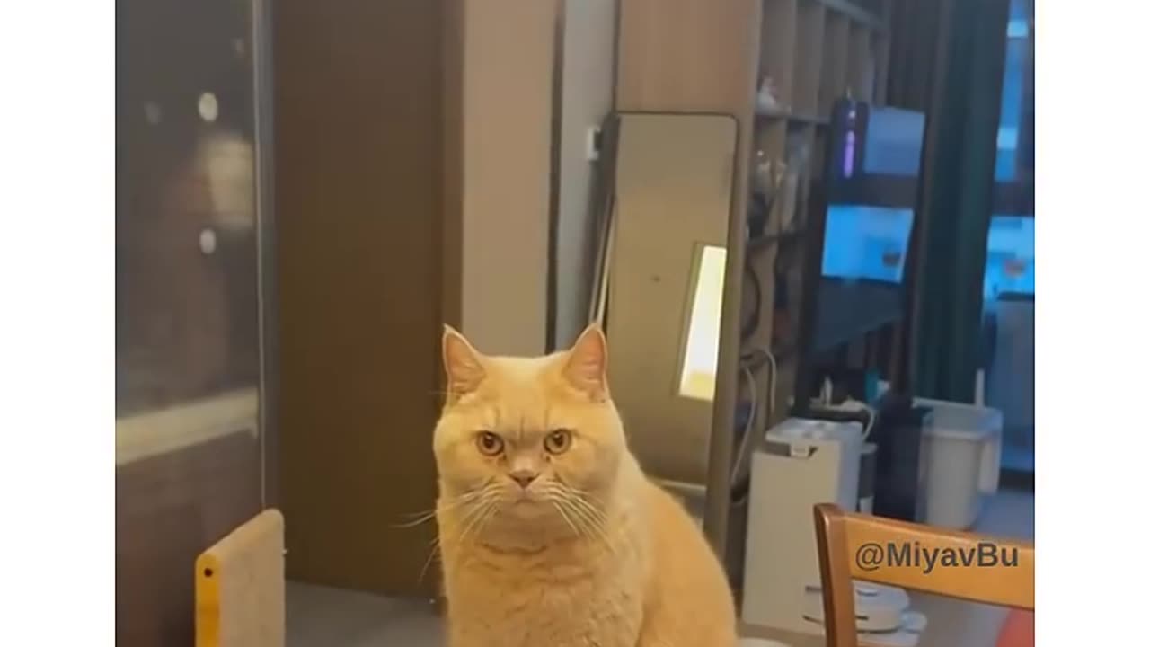 cat