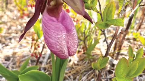 pink lady's slipper