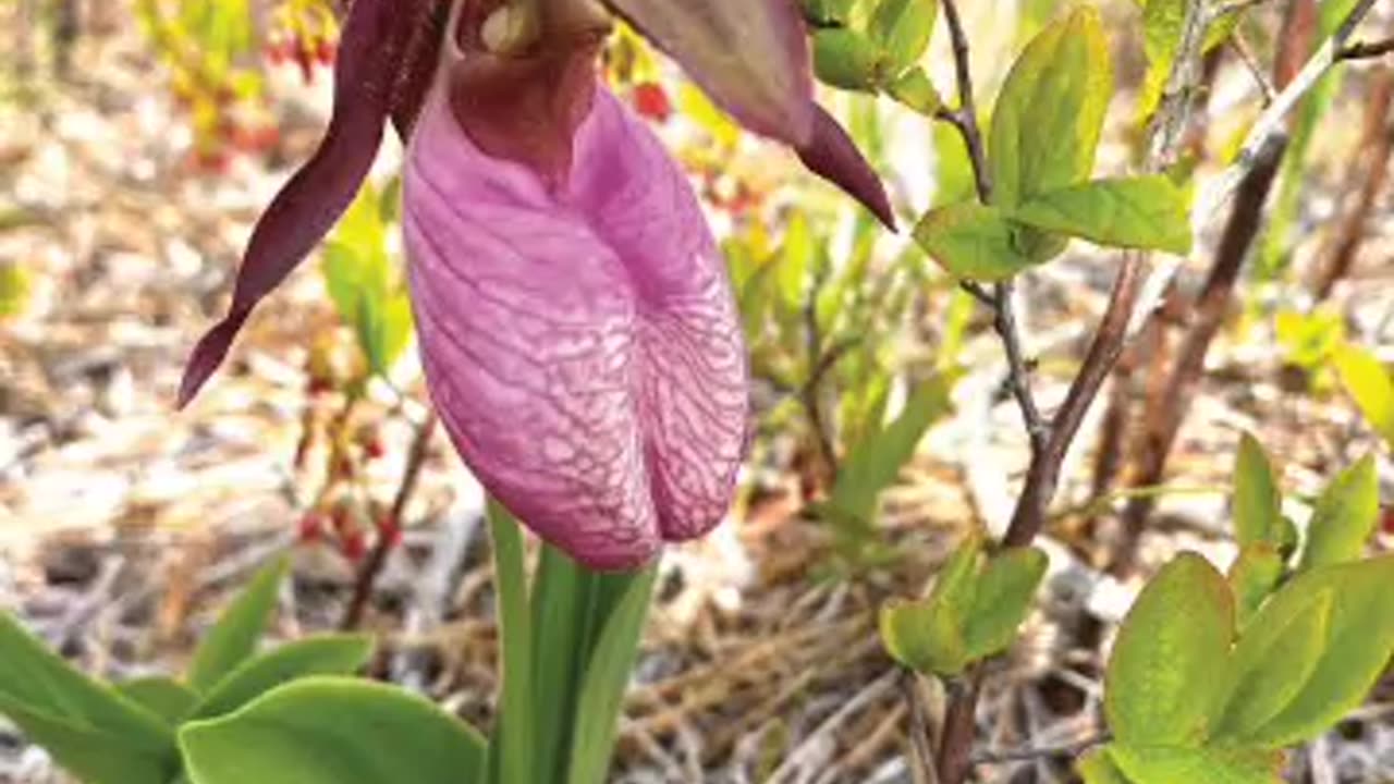 pink lady's slipper