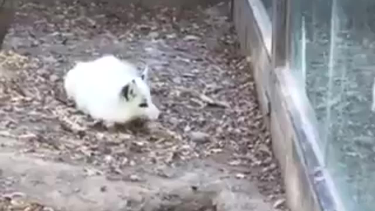 His reaction when his friend suddenly disappeared | funny video | crazy clips