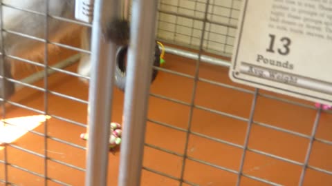 Mowgli attempts to get out of his exhibit to play with the Wendi primate