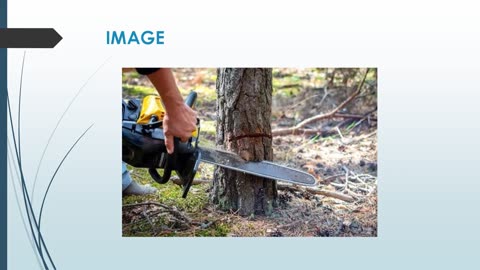 Best Tree Removal in Yuulong