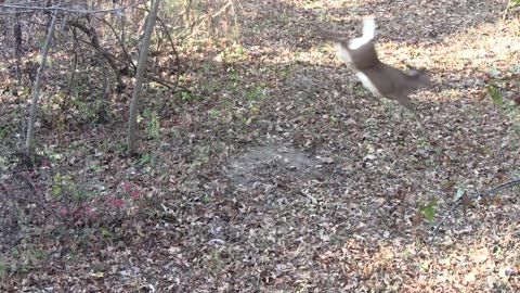 Whitetail Hunting Videos - When to Move Stand Locations