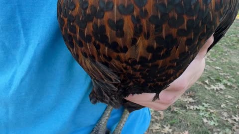 Chicken Has Hearts Pattern On Chest Feathers