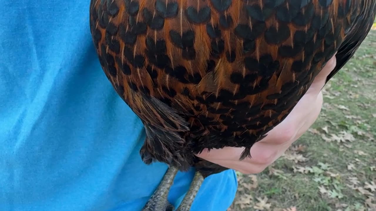 Chicken Has Hearts Pattern On Chest Feathers
