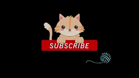 4k cat video