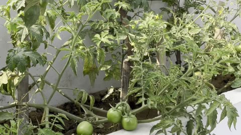 Tomatoes Are Getting Bigger Now 🍅🌿 | Terrace Garden Update
