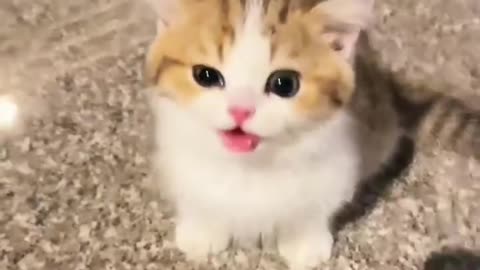 FunyyAnimal_vedios