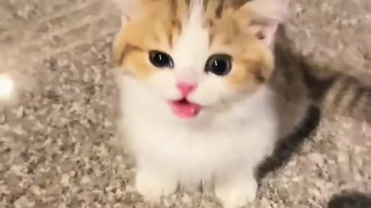 FunyyAnimal_vedios