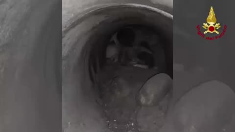 Firefighters use excavator to rescue trapped puppies