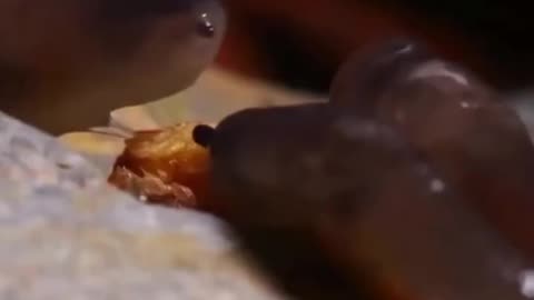 Blow by blow snail fighting action