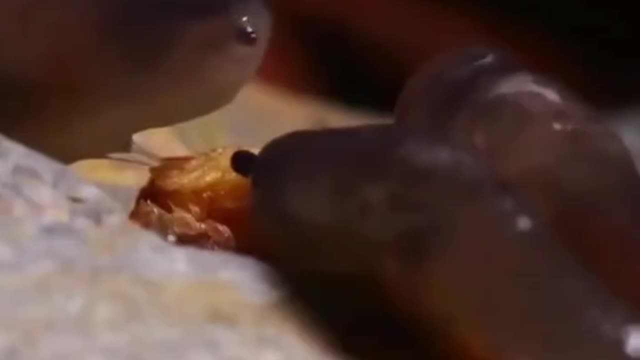 Blow by blow snail fighting action