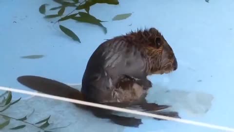 Must have ate some bad tree bark 🙏😊