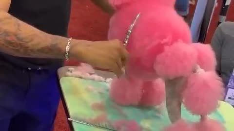 "Turned Dog hair into Cotton Candy!"