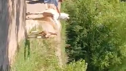 James Mathew's Stormy