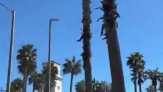 Helicopter Crash At California Beach