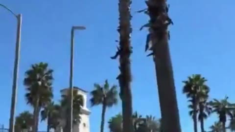 Helicopter Crash At California Beach