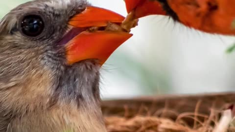 Why Do Cardinals Love Feeding Each Other? The Sweet Truth!