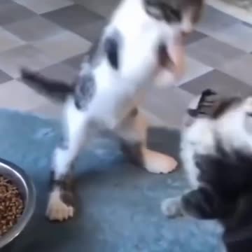 Hilarious Dogs & Cats You Can’t Stop Watching