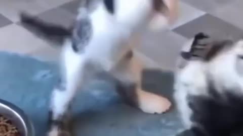 Hilarious Dogs & Cats You Can’t Stop Watching