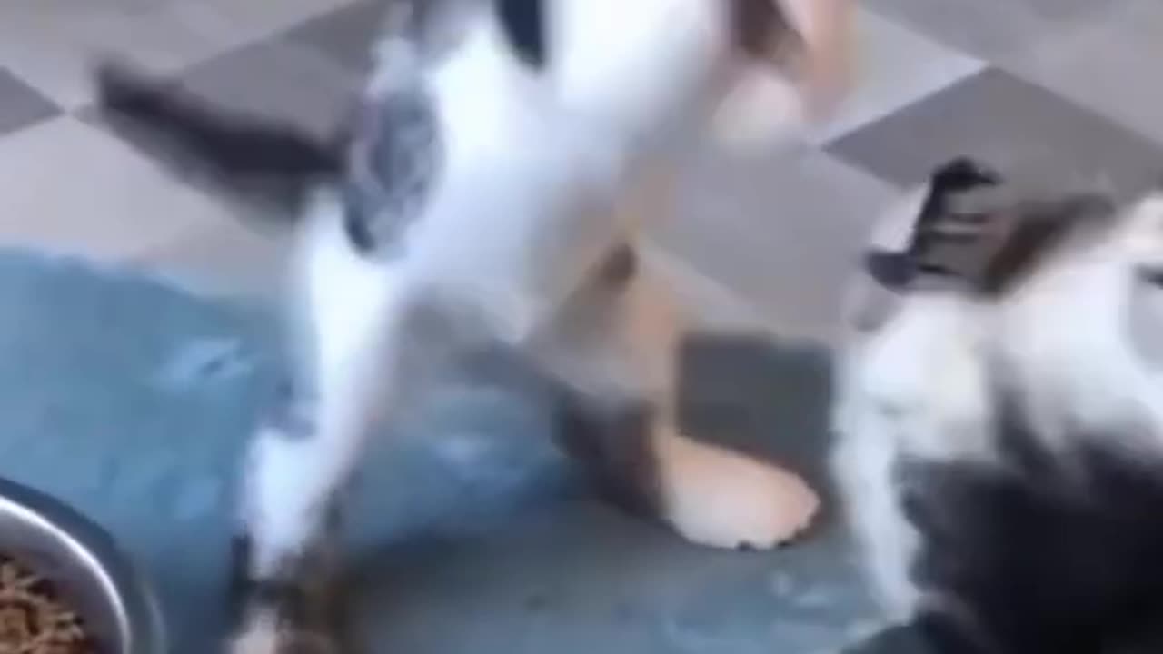 Hilarious Dogs & Cats You Can’t Stop Watching