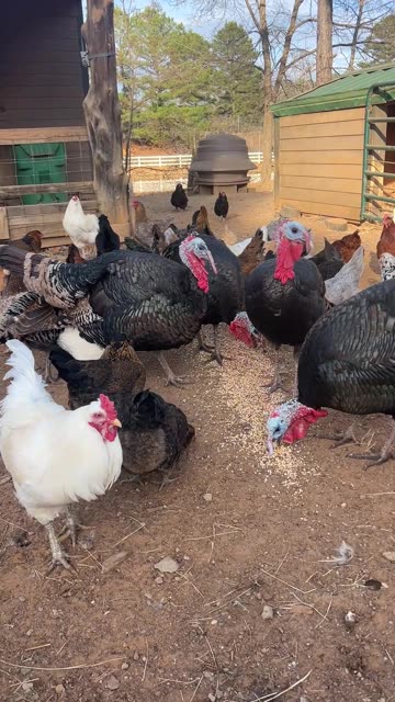 This is how we get them out of the way!!!!!!