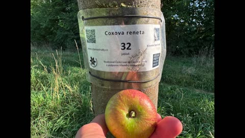 Jablka v supermarketu nekupujeme