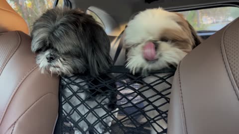 Shih Tzu Smushes Face Through Mesh Barrier for Treat