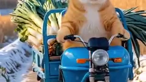 Cat lovers
