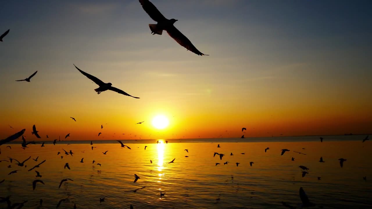 Very beautiful birds flying in the clear sky