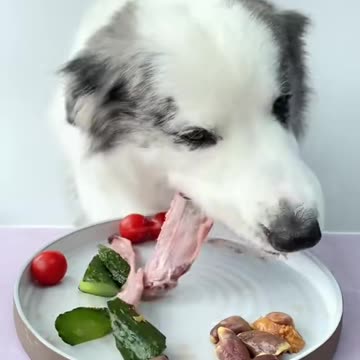 "A Dog's Mealtime Ritual: Pure Comfort!"