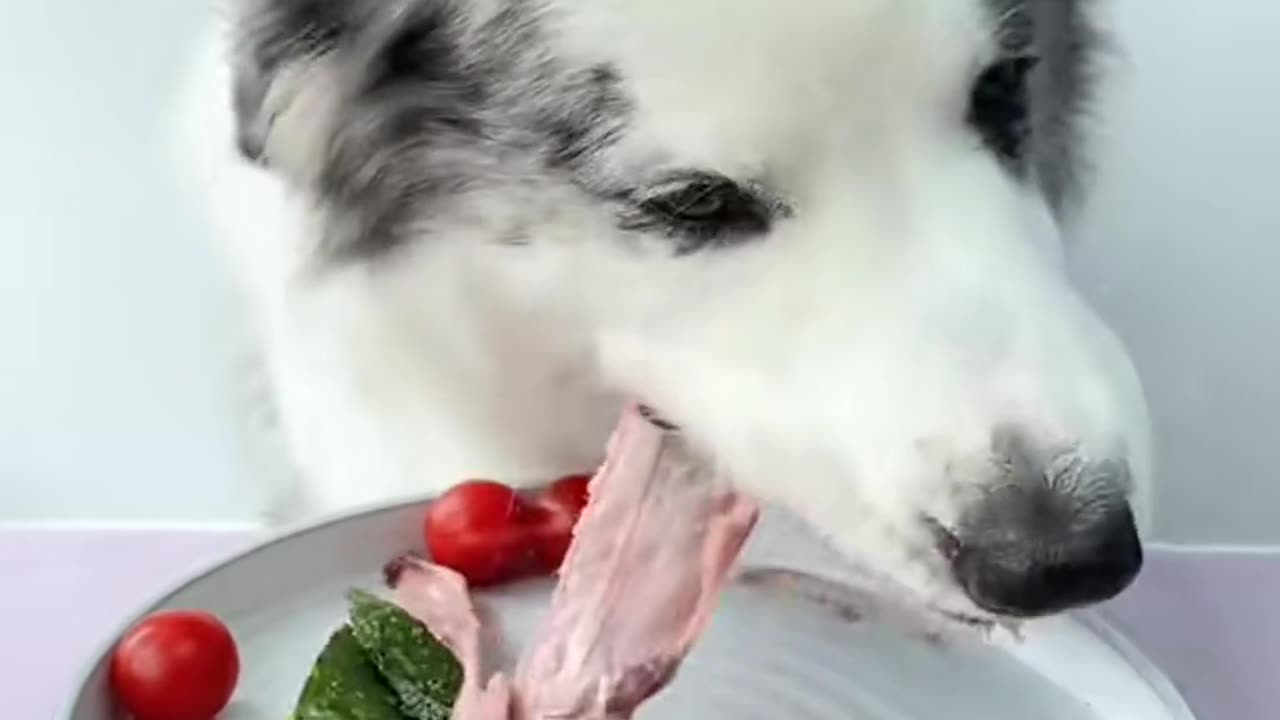 "A Dog's Mealtime Ritual: Pure Comfort!"